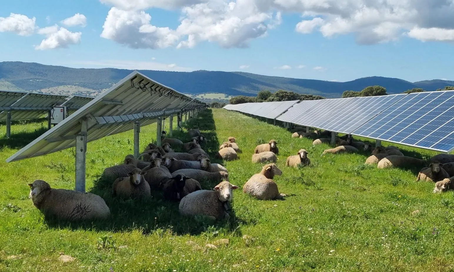 solar farm mounting system
